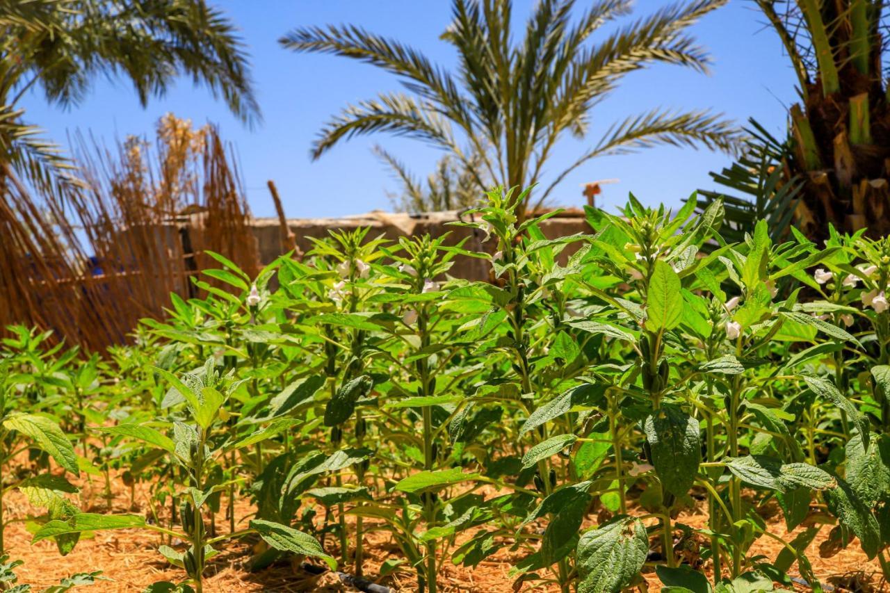 Habiba Beach Lodge Nuweiba` Kültér fotó